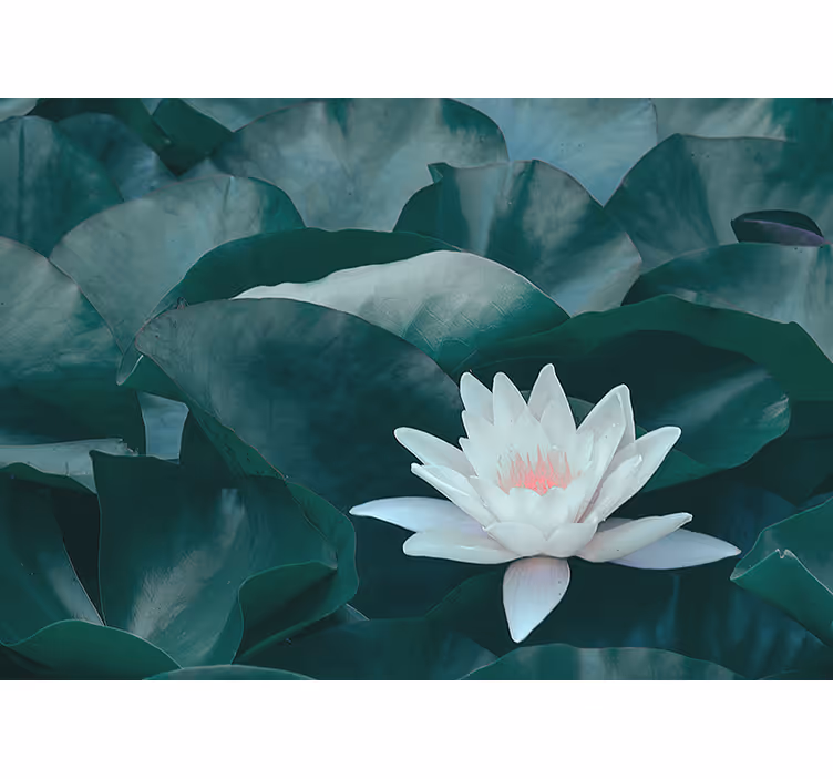 Kitchen roller blind zen white lotus flower - TenStickers