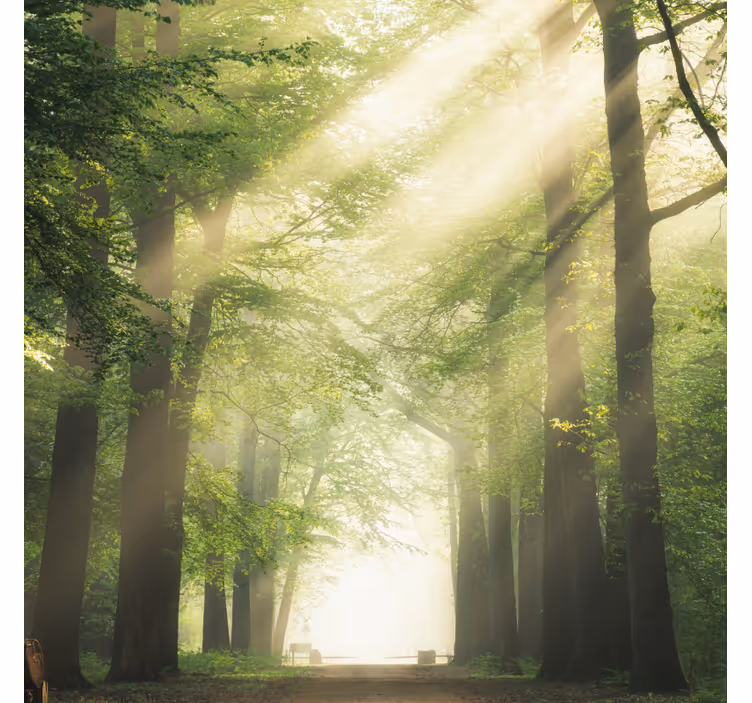 Green forest with the sun living room roller blind - TenStickers