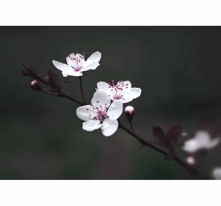 Living room roller blind elegant feminine cherry blossom - TenStickers
