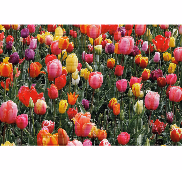 Living room roller blind tulips in a field - TenStickers