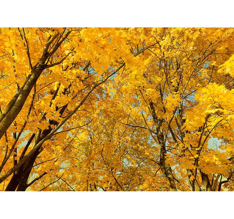 Yellow roller blind in golden autumn leaves - TenStickers
