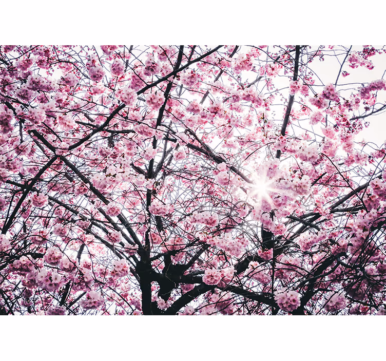 Pink roller blind cherry blossom trees design - TenStickers