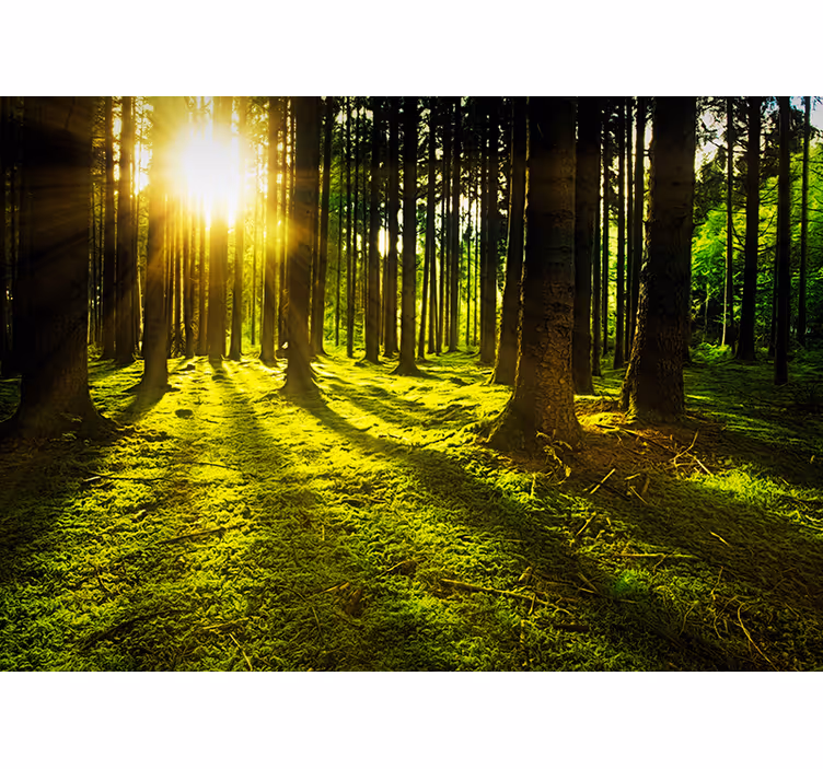 Green roller blind sunlit forest - TenStickers