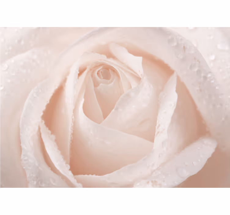 Living room roller blind beautiful white rose - TenStickers