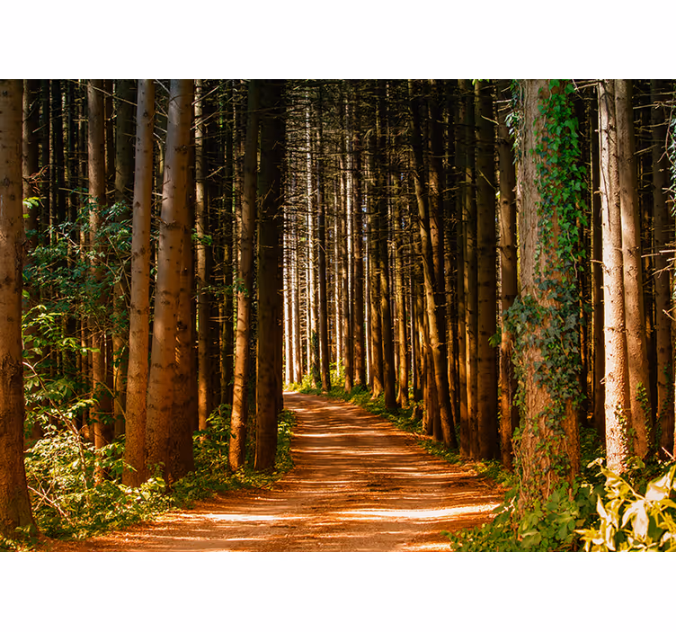 Living room roller blind 3d forest path - TenStickers