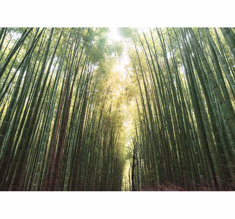 Living room roller blind bamboo forest zen - TenStickers