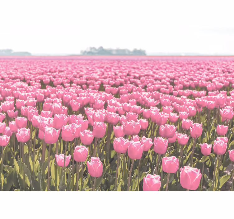 Living room roller blind pink tulip field - TenStickers