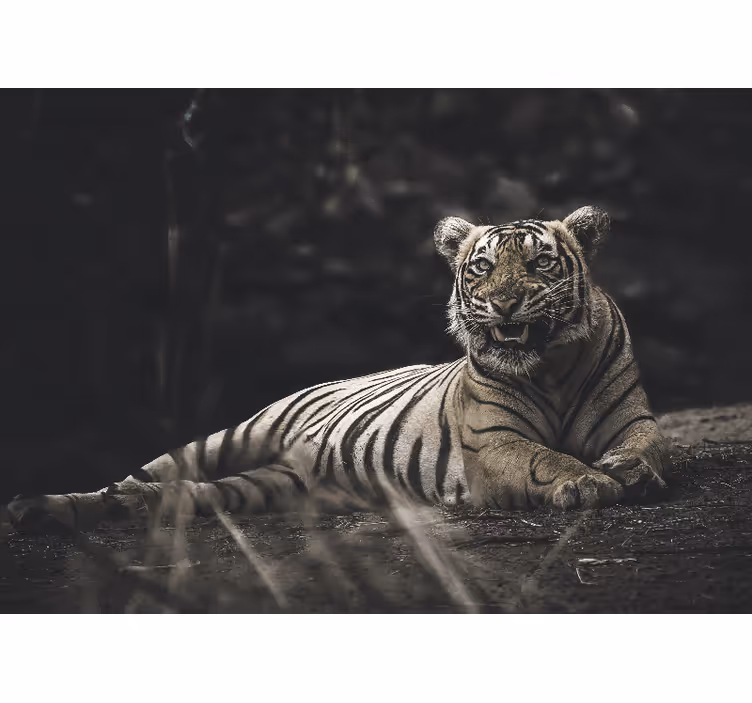 Living room roller blind tiger lying down - TenStickers