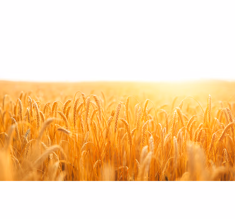 Living room roller blind in wheat field hues - TenStickers