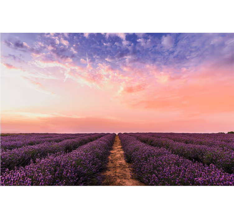 Living room roller blind lavender flowers in france - TenStickers