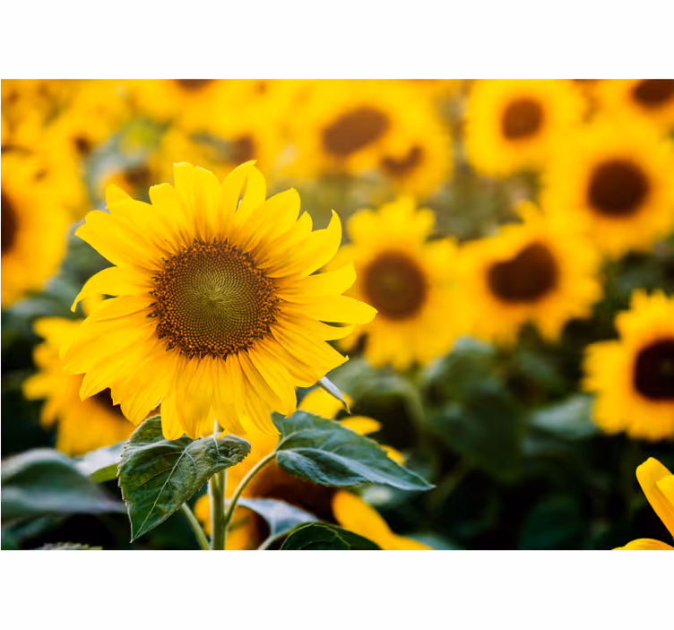 Living room roller blind sunflower field close-up - TenStickers