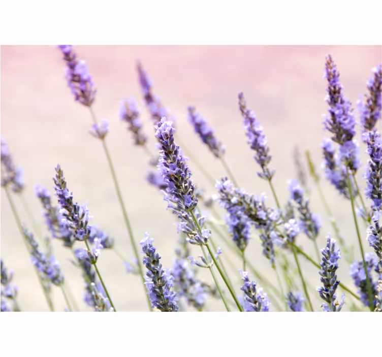 Living room roller blind a bunch of purple flowers - TenStickers