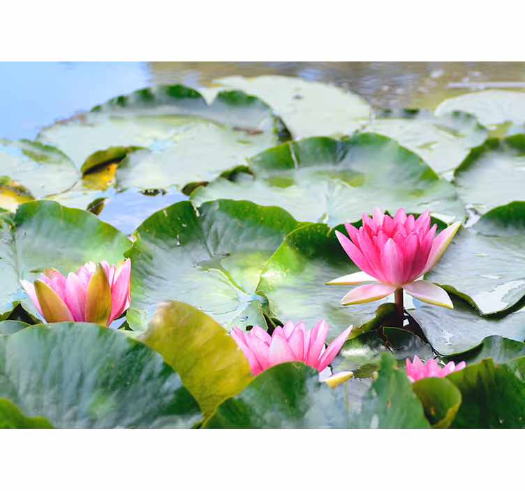 Living room roller blind lined lotus flowers - TenStickers