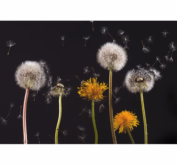 Dandelion nature living room roller blind - TenStickers