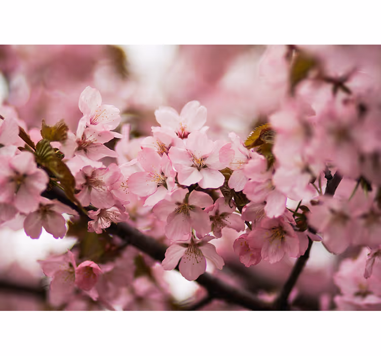 Living room roller blind pink cherry blossom - TenStickers