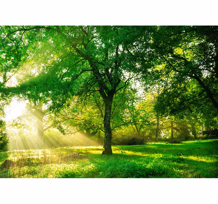 Living room roller blind in a vibrant green forest - TenStickers