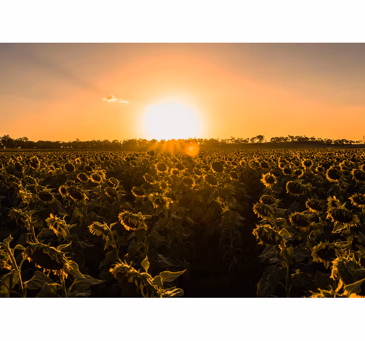 Living room roller blind sunflower field sunrise - TenStickers