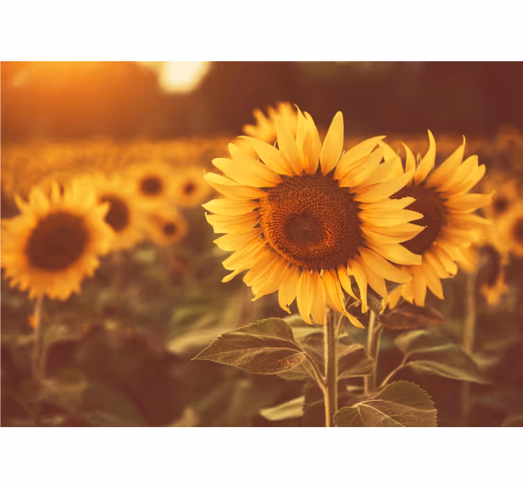 Living room roller blind romantic sunflower field - TenStickers