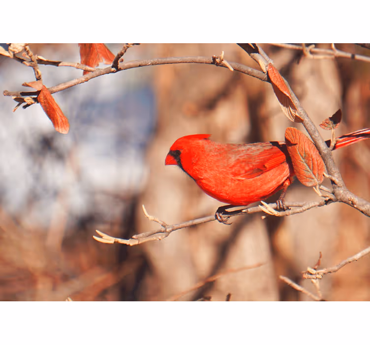 Living room roller blind with beautiful red bird in leaves - TenStickers