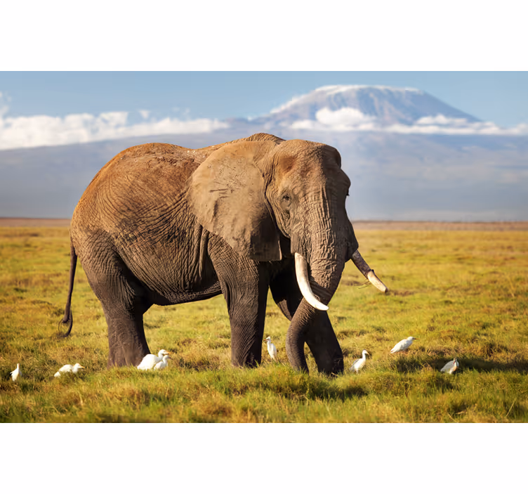 Living room roller blind kilimanjaro elephant - TenStickers