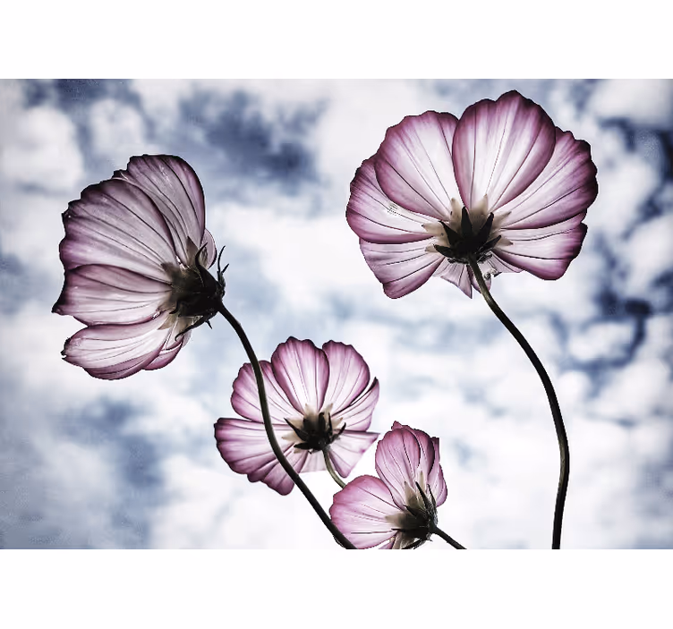 Living room roller blind elegant purple cosmos flower - TenStickers