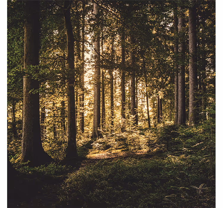 Living room roller blind nature midday forest - TenStickers