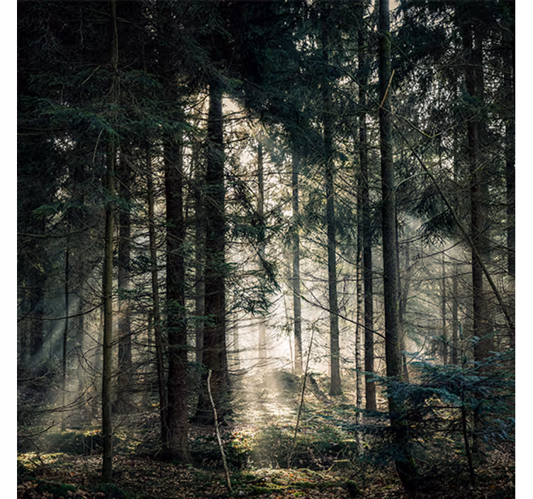 Living room roller blind "nature" dark forest daytime - TenStickers