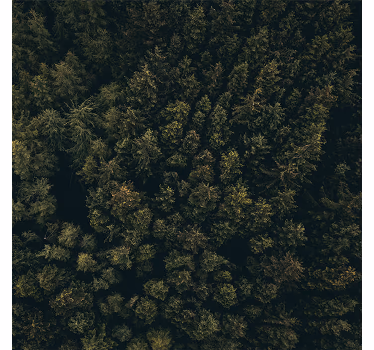 Living room roller blind nature aerial view of pines - TenStickers