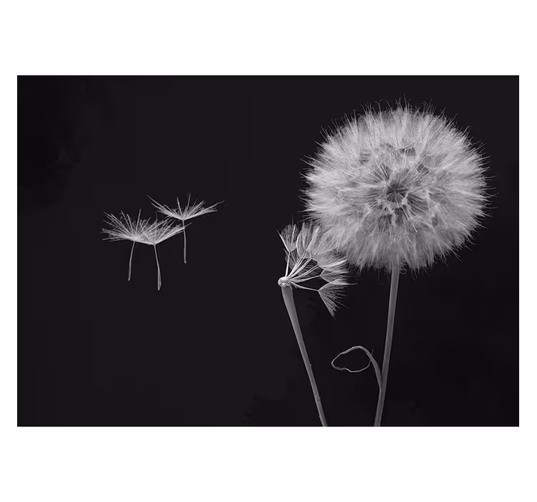 Gray roller blind dandelion seed wall mural - TenStickers