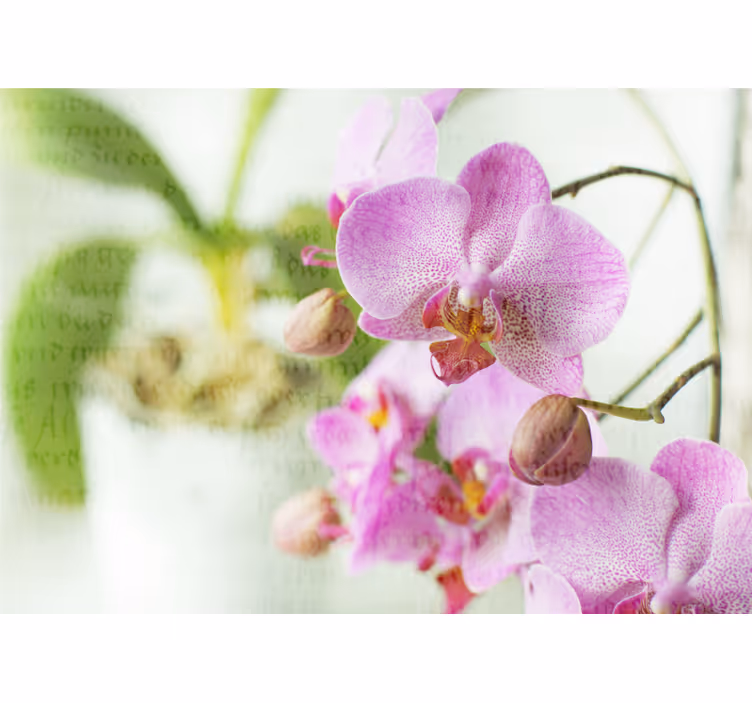 Living room roller blind orchid design with text - TenStickers