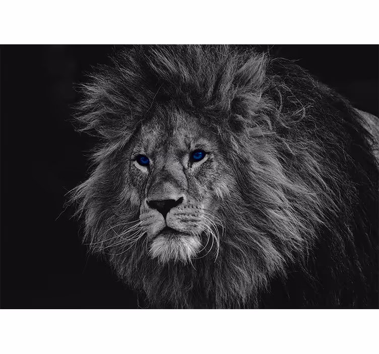 Gray roller blind blue-eyed lion - TenStickers