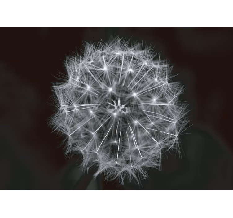Gray roller blind dandelion flower gray - TenStickers