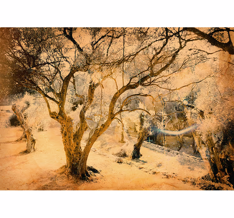 Beige roller blind idyllic and beautiful olive grove - TenStickers