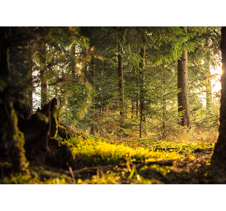Bedroom roller blind green forest with trees and sunlight - TenStickers