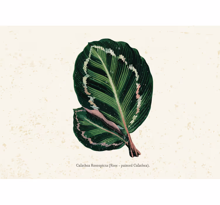 Bedroom roller blind with green red maranta leaves - TenStickers