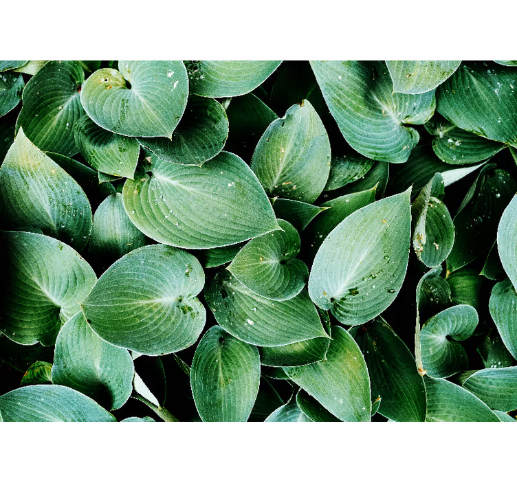 Bedroom roller blind with green leaf foliage - TenStickers