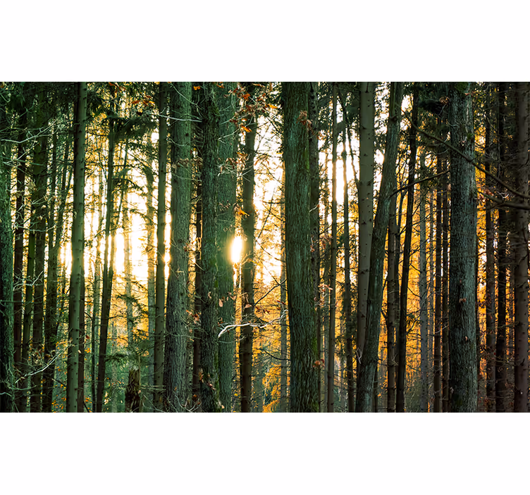 Bedroom roller blind polish forest birches design - TenStickers