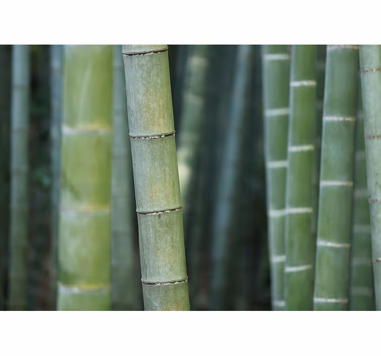 Bedroom roller blind in forest bamboo style - TenStickers