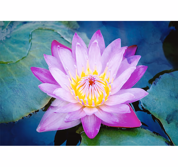 Bedroom roller blind purple lotus flower - TenStickers