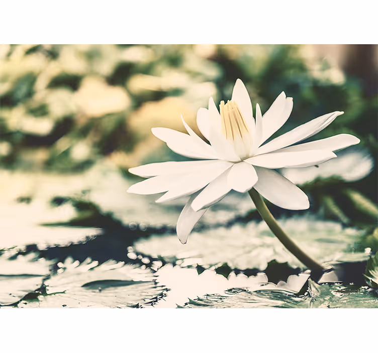 Bedroom roller blind white lotus on lake - TenStickers
