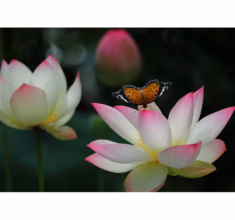 Bright lotus flower with butterflies bedroom roller blind - TenStickers