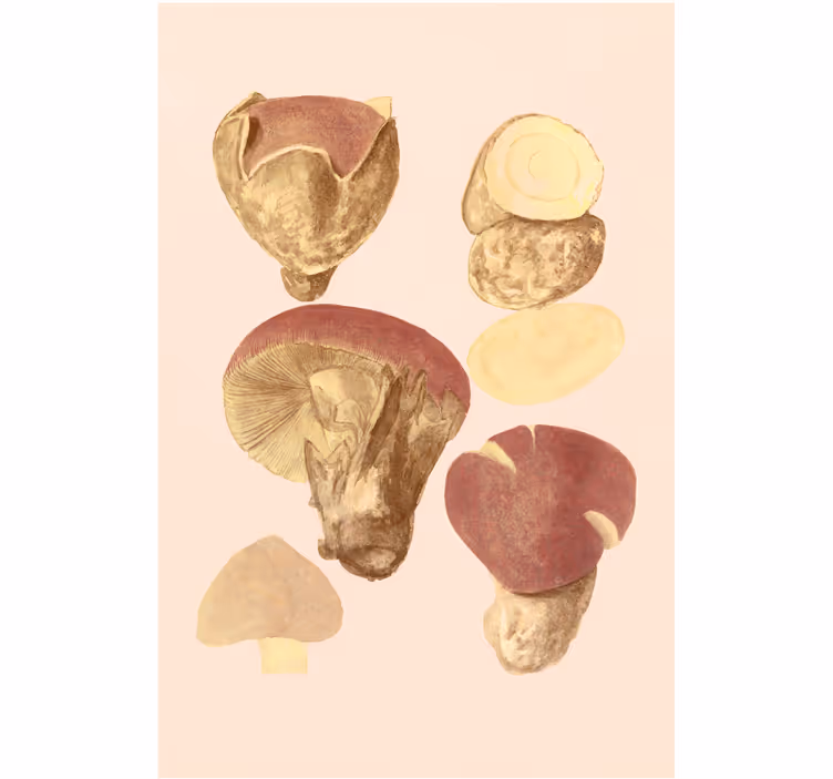 Living room roller blind mushroom varieties - TenStickers
