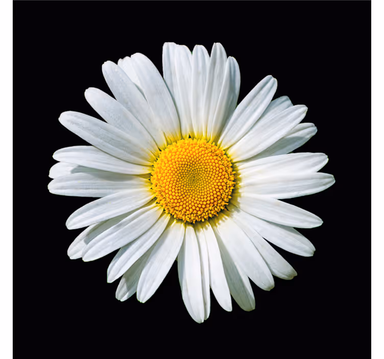 Bedroom roller blind black and white daisy - TenStickers