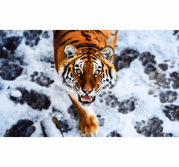 Bedroom roller blind fierce tiger design - TenStickers