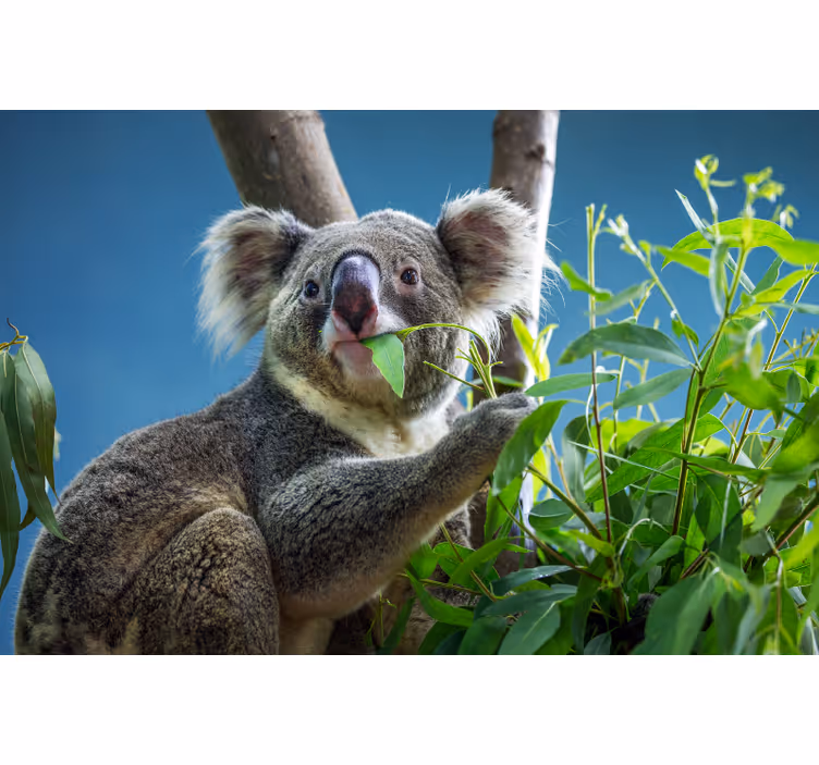 Bedroom roller blind with cute koala bears - TenStickers