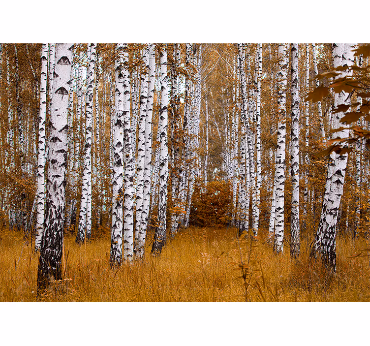 Birch trees bedroom roller blind - TenStickers