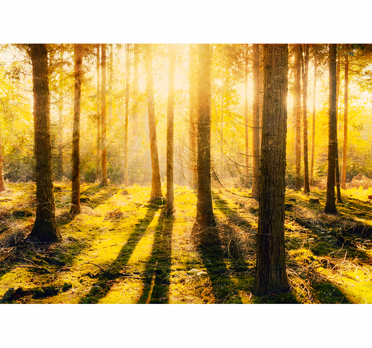 Bedroom roller blind stunning sunset in birch forest - TenStickers