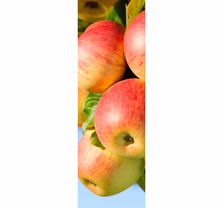 Kitchen roller blind decorative vinyl apples on tree - TenStickers