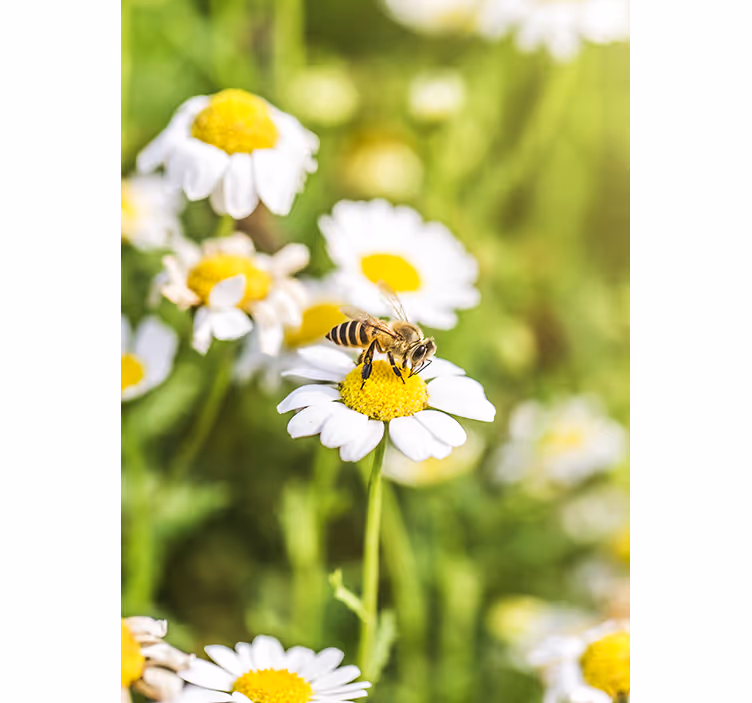 Kitchen roller blind in flower field design - TenStickers