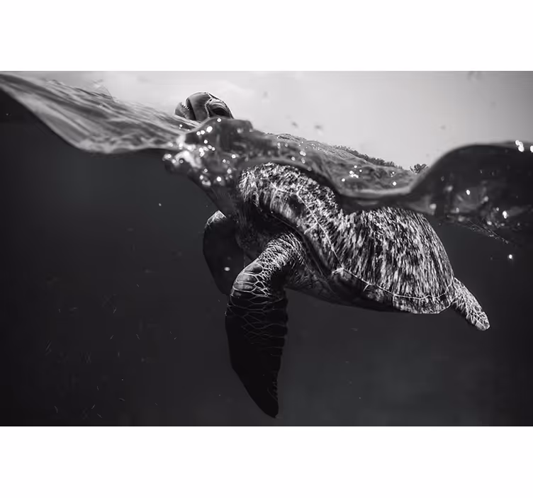 Black roller blind monochrome turtle swimming - TenStickers